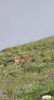 Горные козлы на склонах горы Хуступ в Горисе, Сюник
