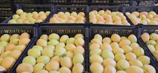 Армянские абрикосы из Гориса: новый экспортный маршрут в Польшу и ЕС