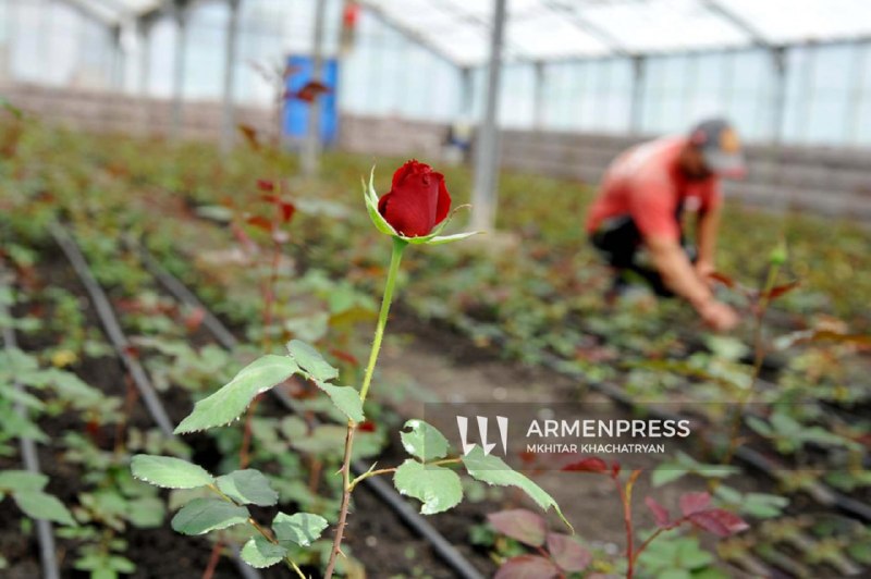 Нидерланды открывают крупнейший цветочный рынок Royal FloraHolland для производителей из Гориса и Армении