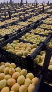 Армянские абрикосы впервые появятся в крупнейших европейских розничных сетях