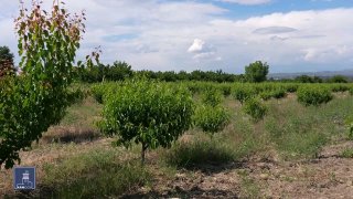 Фермеры Гориса могут получить кредиты под 0% по новой агропрограмме